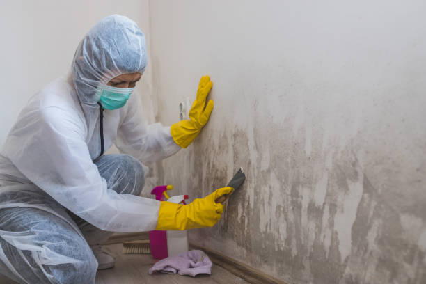 Best Mold Documentation for Insurance Claims  in Gardendale, TX