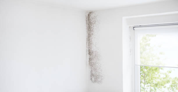 Best Dehumidification Services  in Gardendale, TX