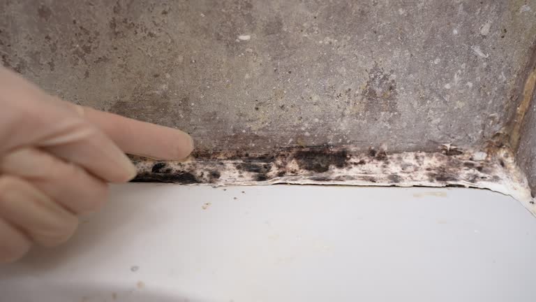 Best Mold-Related Health Consultation  in Gardendale, TX